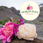North Pole Peonies, North Pole, Alaska